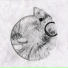 Ammonites