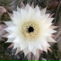 Norma Frida Ammar feat. Chandra Lacombe