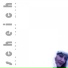 Scheich