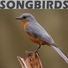 Birdsong