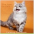 Calming Cat Music