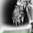 Phosphor