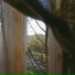 Chapel Fox