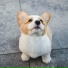 Calm Doggy, Pet Care Club, Sleeping Music For Dogs