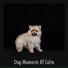 Dog Sleep Music