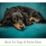 Calming Dog Sleep