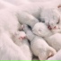 RelaxMyCat, Music for Cats Deluxe, Music For Cats