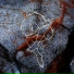 Waxlimbs