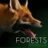 Earth Tones (Forests)