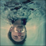 stardiver