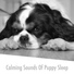 Calming Dog Sleep