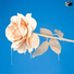 Bertholet, .Sinh