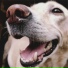 Relaxmydog, Music For Dogs Peace, Dog Music