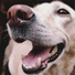 Relaxmydog, Music For Dogs Peace, Dog Music