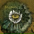 Mooum