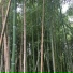 Blurrytrees