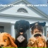 Dogs of Town Hall