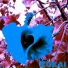 HiddenL