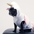 Dog Music Club, Pet Care Club, Jazz Music for Dogs