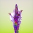 PNAU, Ladyhawke