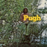 Pugh Rogefeldt