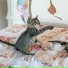 Cat Music Dreams, Jazz Music for Cats, RelaxMyCat