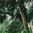 Serra Auris