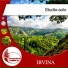 Irvina