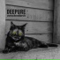 Deepure