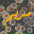 Marwan Anwer