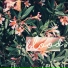 LUxCA