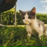 Music for Cats Deluxe, Music For Cats, Cat Music