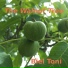 Biel Toni
