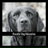 Dog Chill Out Music