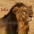 Lolo