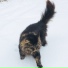 Music For Cats