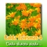 Galda Dziesmas