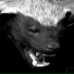 BALDBADGERZ