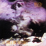 Ministry - The Land Of Rape And Honney [1988]