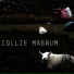 Collie Magnum