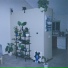 Ameba