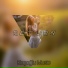 Koçoğlu Music