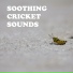 Cricket Sounds