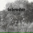 Labrador