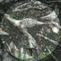 Collateral Damages