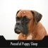 Calming Doggy Sleep
