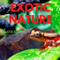 Relaxing Nature Sounds Collection