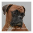 Dog Relaxation Piano