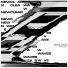 Newclear Waves