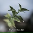 Relaxation - Ambient